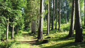 Visite de la forêt sur le thème du patrimoine durable : les arbres et la forêt - Journées du Patrimoine 2022