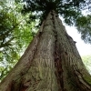 affiche Découvrez des arbres aux origines des cinq continents ! - Journées du Patrimoine 2022
