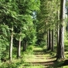 affiche Visite de la forêt sur le thème du patrimoine durable : les arbres et la forêt - Journées du Patrimoine 2022
